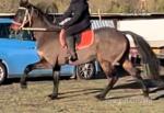 15.1hh Standardbred Ride and Drive Gelding 