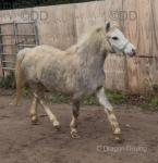 Welsh Section A Filly