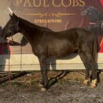 Ellie, 15.3hh Riding Mare