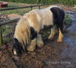 13hh Ride and Drive Mare