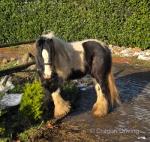 13hh Ride and Drive Mare