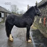 Lionheart Brimestone, 2 Year Old Gelding 