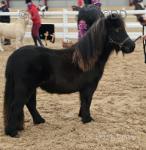 Hestigarth Zena, Shetland Filly 