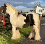 Dublin, 13.3hh Ride and Drive Gelding 