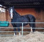 18hh Shire Broodmare
