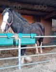 18hh Shire Broodmare