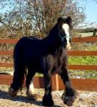 Raven, 12.3hh Gelding 