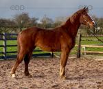 Holstein, ISH Gelding 