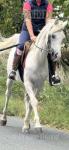 14hh Arab Gelding 