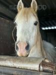 14hh Arab Gelding 