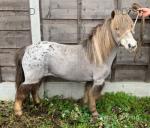 Mare Possibly in Foal