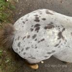 Mare Possibly in Foal