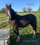 Margot, 2 Year Old Filly