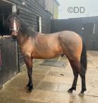 2 year old Standardbred stagbi registered gelding pacer by the super sire Tom Hill. Very nice stamp of a horse, just haven't got the time to do them all so rather someone get the use of him. 2 year old Standardbred stagbi registered gelding pacer by the super sire Tom Hill. Very nice stamp of a horse, just haven't got the time to do them all so rather someone get the use of him.