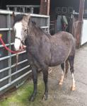 Welsh Section A Filly