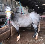 Welsh Section A Filly