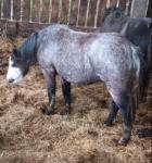 Welsh Section A Filly
