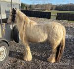 11.3hh Mare Possibly in Foal