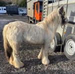 11.3hh Mare Possibly in Foal