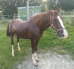 Baarzens Winslow, 15hh Hackney Gelding