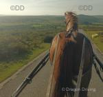 Baarzens Winslow, 15hh Hackney Gelding