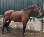 Sammy, 16.3hh Riding Gelding