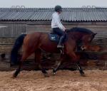Sammy, 16.3hh Riding Gelding