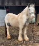 Peaches, Yearling Filly