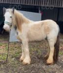 Peaches, Yearling Filly
