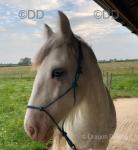 15.3hh Gelding