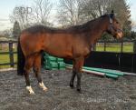 3 Year Old Thoroughbred Filly