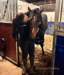 3 Year Old Thoroughbred Filly