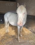 2 Year Old Gelding