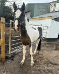 Woody, Ride & Drive Gelding