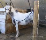 Mr Boo, 13hh Riding Gelding