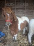 Shetland Colt Foals