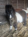 Shetland Colt Foals
