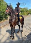 Ride & Drive Gelding