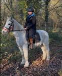 14hh Riding Mare