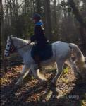 14hh Riding Mare