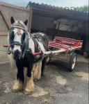 Casper, 13.2hh Ride & Drive Gelding