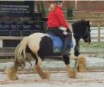 13.2hh Ride and Drive Gelding 