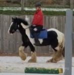 13.2hh Ride and Drive Gelding 
