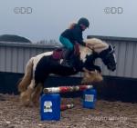 Pip,  12.3hh Riding Mare