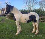 Dotty, 15.2hh Ride and Drive Mare 