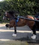 The Chief, 14.2hh Ride and Drive Gelding 