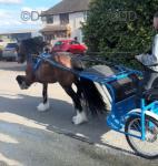 The Chief, 14.2hh Ride and Drive Gelding 