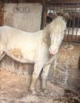 14.2hh Gelding 