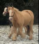 San Cler Cheque Point, Gelding 