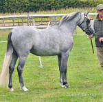 Matty, Welsh Section B Gelding 